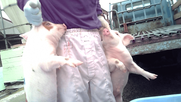 BREAKING: Pig Farm Workers Cut Off Piglets’ Tails and Yank Out Their Testicles