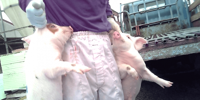 A worker holding piglets by their ears at a farm supplying Nippon Ham