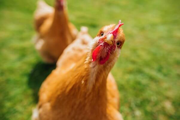 brown chicken looks at camera sideways