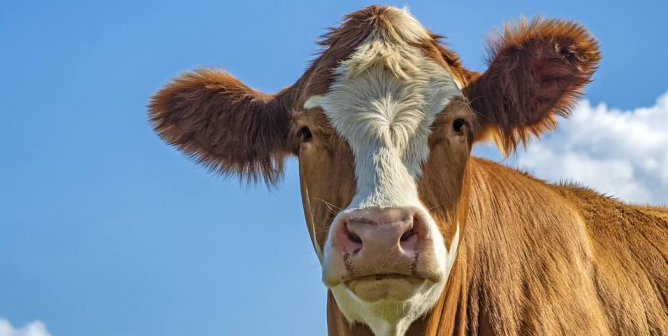 Brown cow with sky