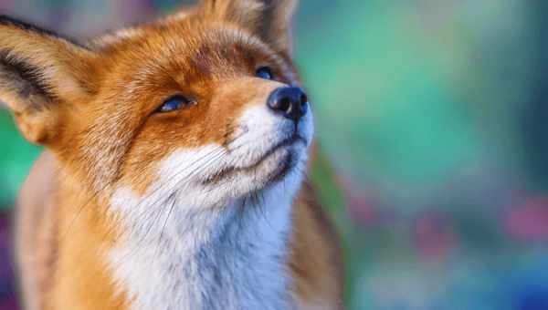 Urgent: Foxes in Ocean Isle Beach, N.C., to Be Mauled by Dogs!