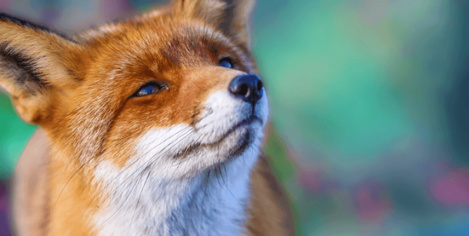 Foxes in Ocean Isle Beach, N.C., Get Reprieve From Being Mauled by Dogs!