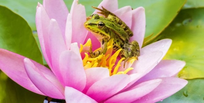 Tiny green frog on lily pad