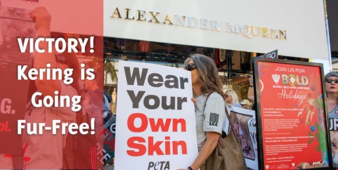 Victory! Following Decades-Long PETA Campaign, Kering Is Going Fur-Free!