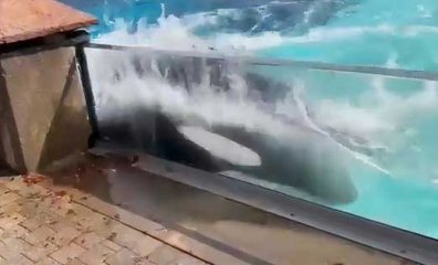 Imprisoned at Marineland, Lone Orca Appears to Bash Her Head Against Tank Over and Over (VIDEO)