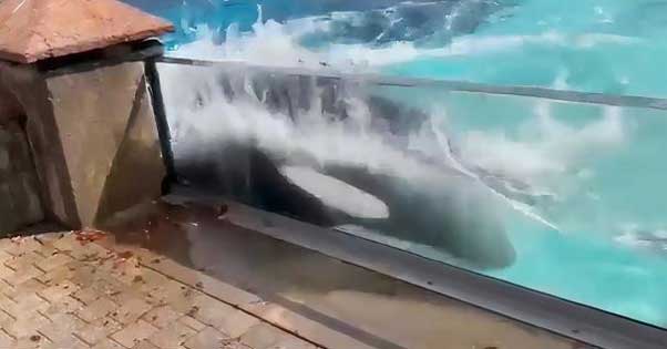 Imprisoned at Marineland, Lone Orca Appears to Bash Her Head Against Tank Over and Over (VIDEO)
