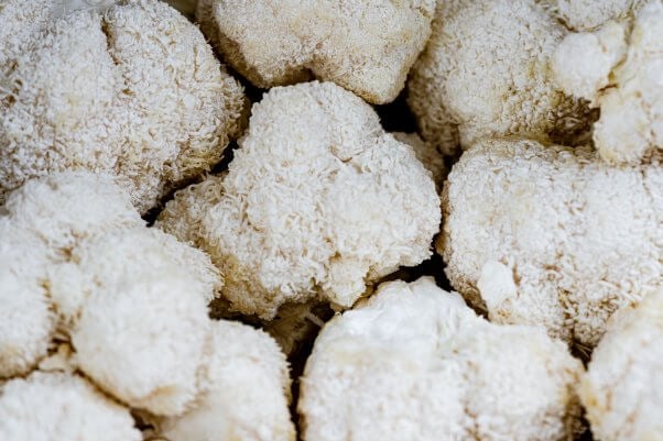 Close-up of a lion's mane mushroom's texture