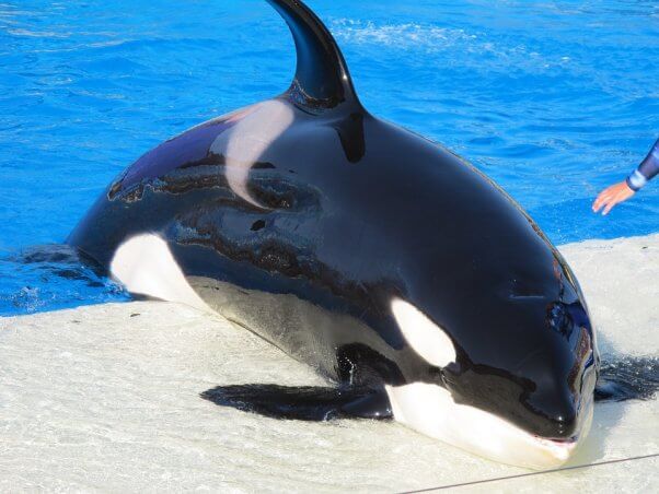 Orca out of water at SeaWorld San Diego