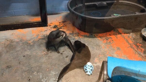 two otters at Debbie Dolittle’s Petting Zoo 