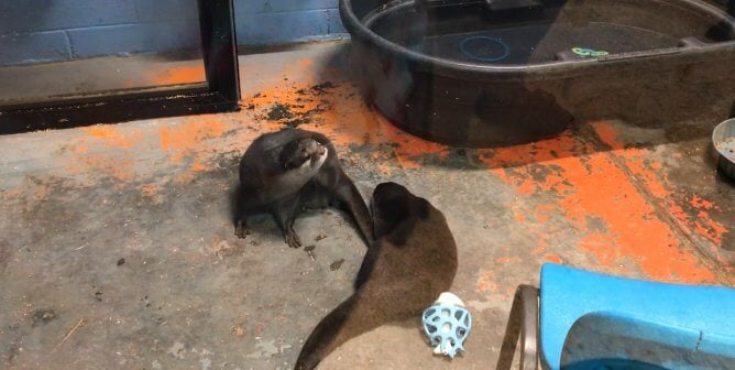two otters at Debbie Dolittle’s Petting Zoo