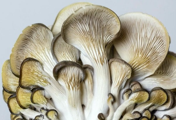 A bungle of oyster mushrooms, gills up