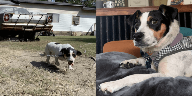 Life Hasn’t Always Been Fluffy for Pancake