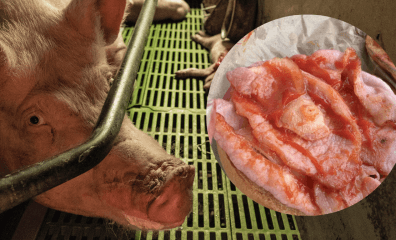 ‘I’m Considering Going Vegan Now’: ‘Revolting’ ‘Pig Nipple’ Kick-Starts McDonald’s Customer’s Meat-Free Journey