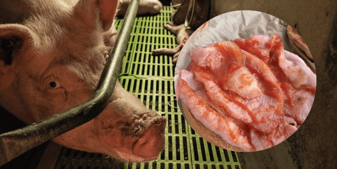 ‘Pig Nipple’ Found in McDonald’s Diner’s Sandwich