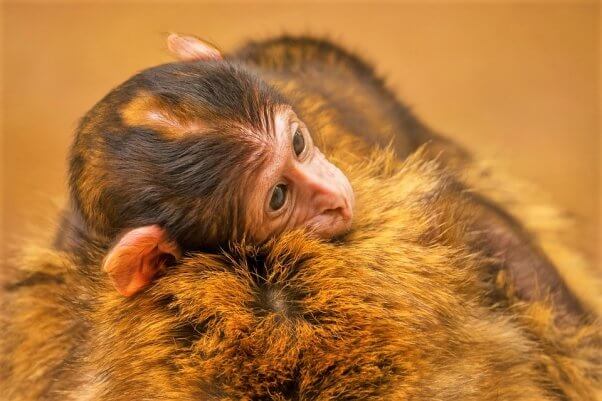 Rhesus Macaque laying on mother's back
