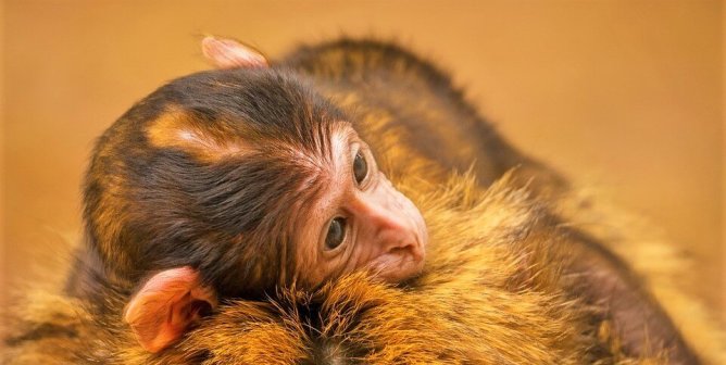 Rhesus Macaque laying on mother's back