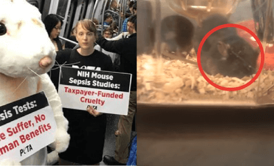PETA Files Groundbreaking Suit Against NIH, HHS Over Sepsis Experiments on Animals
