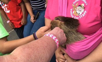 Animal Deaths, Human Injuries—Debbie Dolittle’s Petting Zoo Is an Experience No One Wants