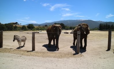 Monterey Zoo: Unredacted Records Don’t Lie, but Apparently, the USDA Does