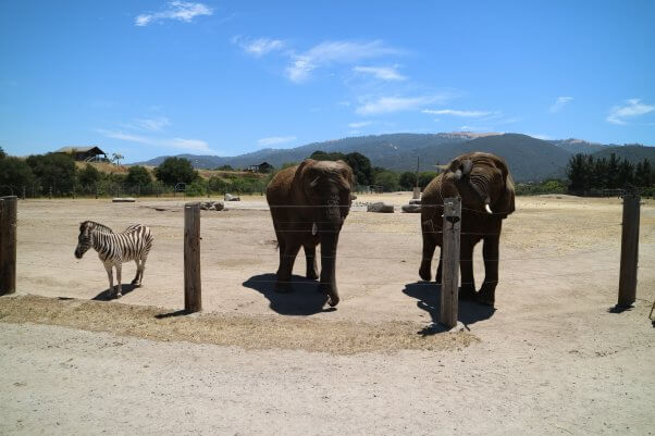 Monterey Zoo: USDA Withholds Records to Conceal Its Own Misconduct