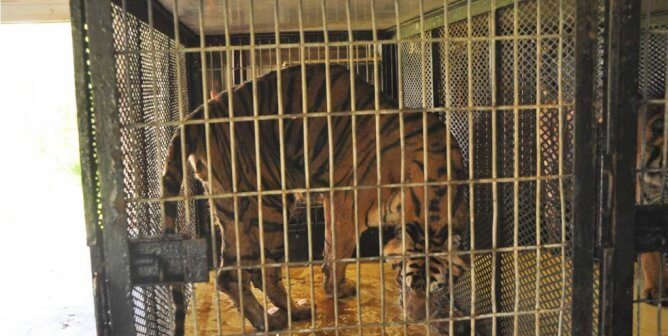 Big-Cat Exhibitor Adam Burck Cited by Feds for Forcing Tigers to Live in Small Crates