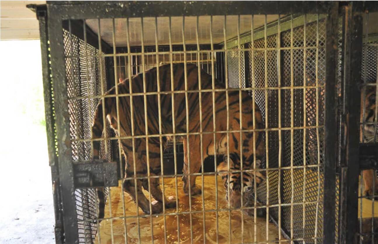 USDA inspection reveals tiger suffering in crate in Adam Burck barn