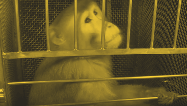 Speak Up for Beamish, a Monkey Prisoner at NIH