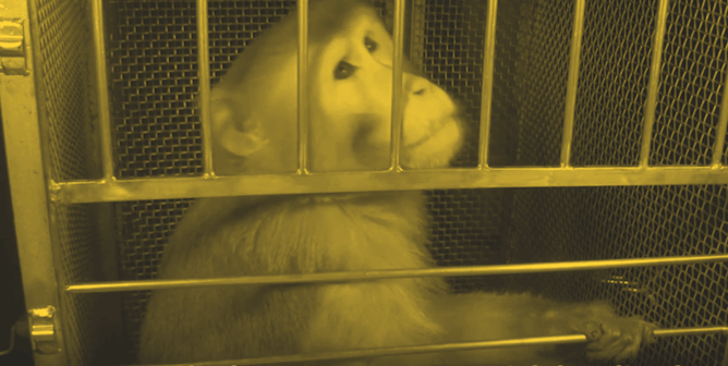 Science Suffers as NIH Funds Scofflaw Monkey Supplier for Dubious Tests