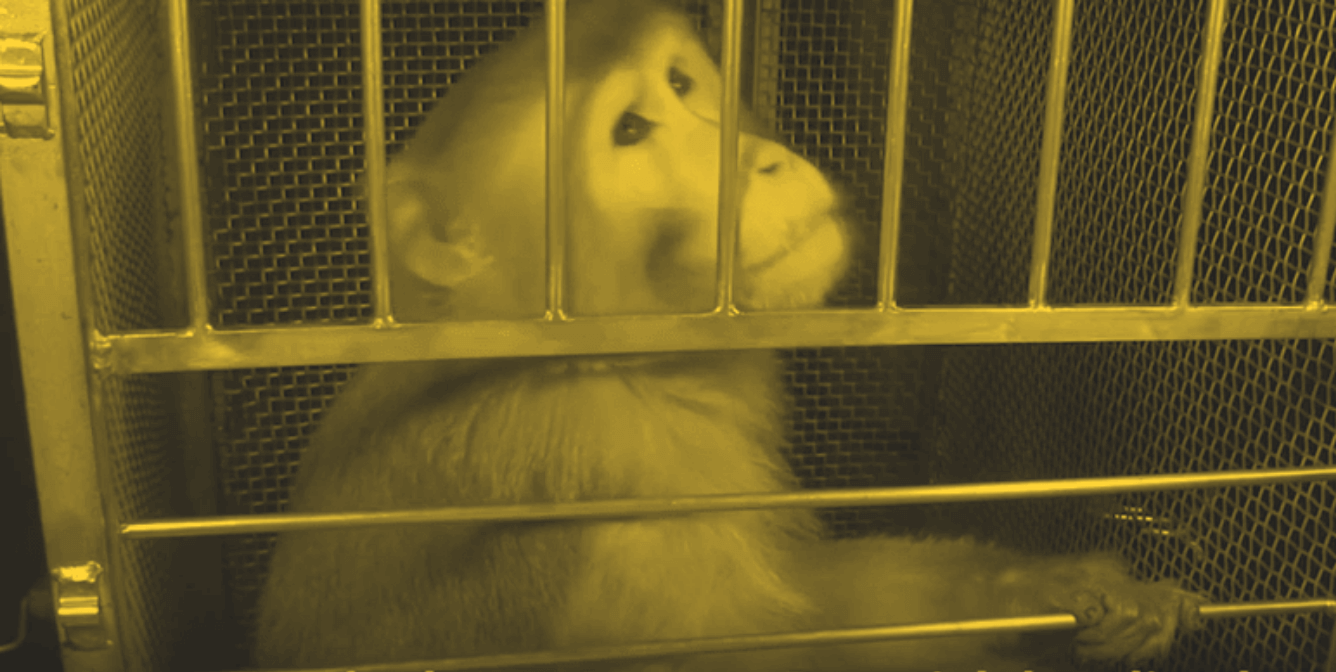 NIMH Is Hiring One other Monkey Torturer: PETA Reveals What Candidates Can Count on NIMH Is Hiring One other Monkey Torturer: PETA Reveals What Candidates Can Count on
