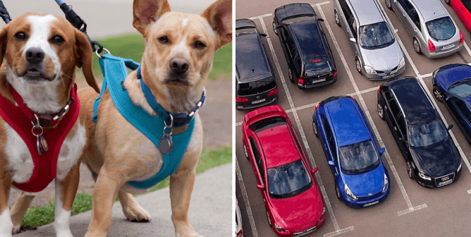 Two happy dogs on a safe walk against an image of a crowded parking lot