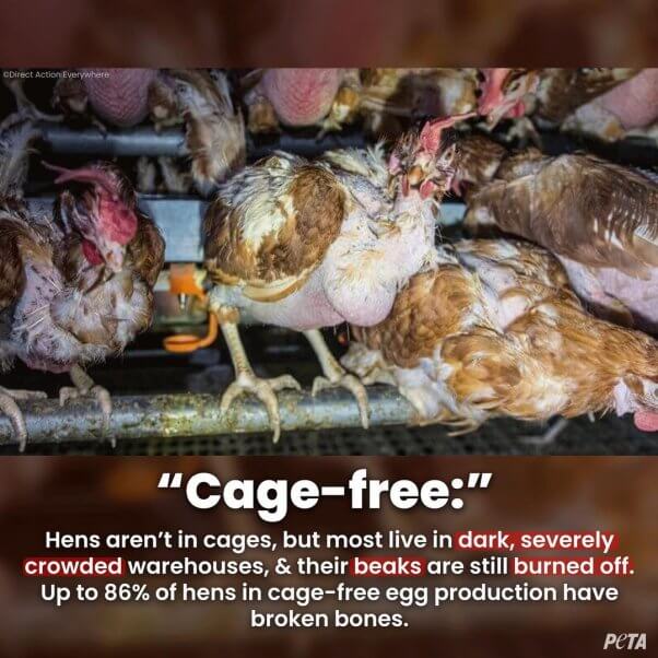 "cage free" chickens live in dark, crowded warehouses