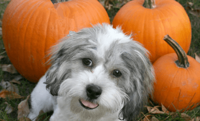 Dog with Pumpkins