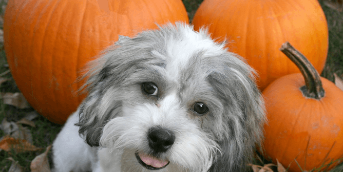 Dog with Pumpkins