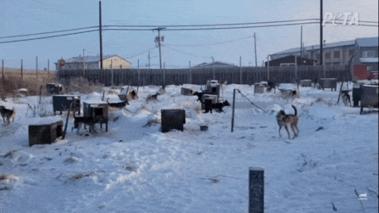 Image of a chained bloody dog