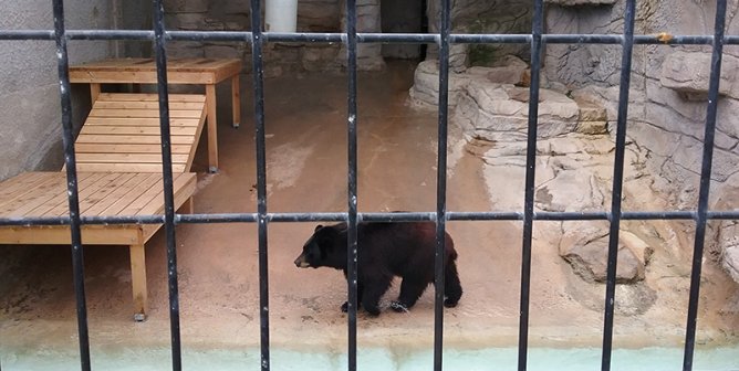 Spring River Zoo’s Empty Promises Leave Animals to Suffer, but You Can Help!