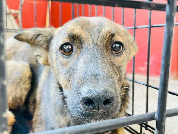 Dog in cage look at camera