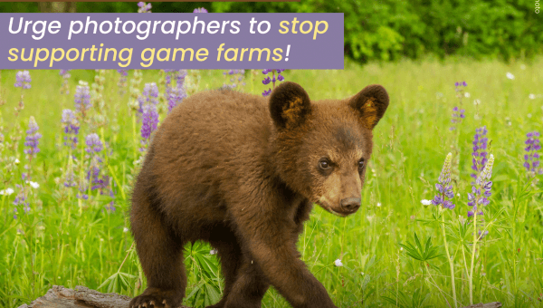 Ask Photographers to Stop Exploiting Wildlife for Bogus Photo Ops