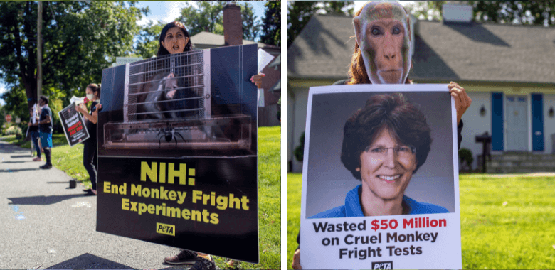 ‘Monkeys’ Hold ‘Shriek-In’ at NIH Experimenter’s Home