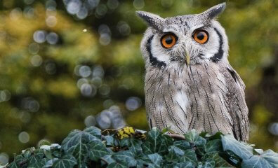 Owl with orange eyes