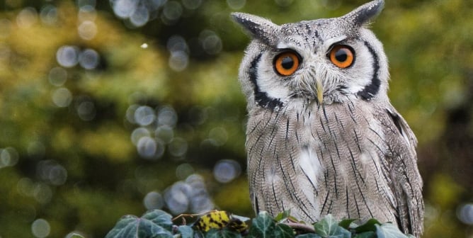 Owl with orange eyes