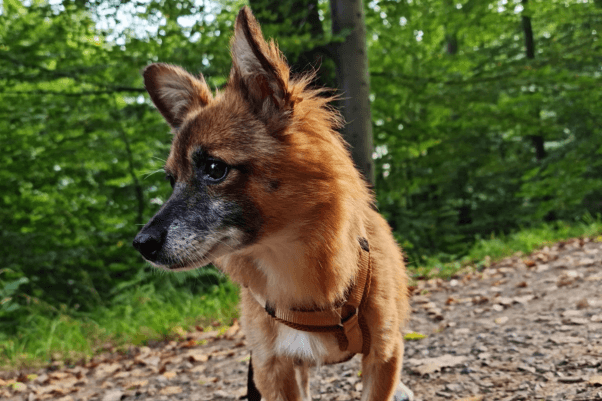 Paulina after rescue with harness