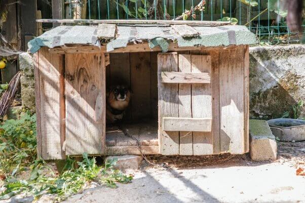 Paulina hides in doghouse