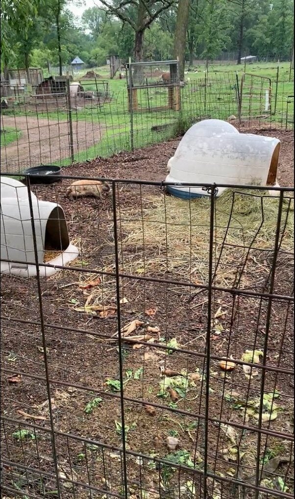 shoddy rabbit enclosure at a Wisconsin roadside zoo