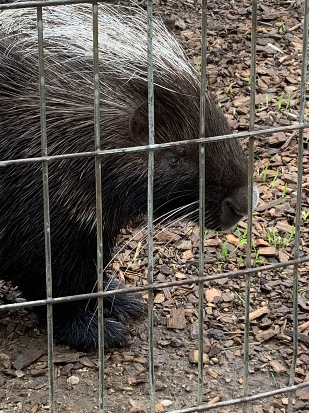 sick porcupine at animal haven zoo