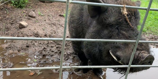 Pig suffering at Animal Haven Zoo in Wisconsin