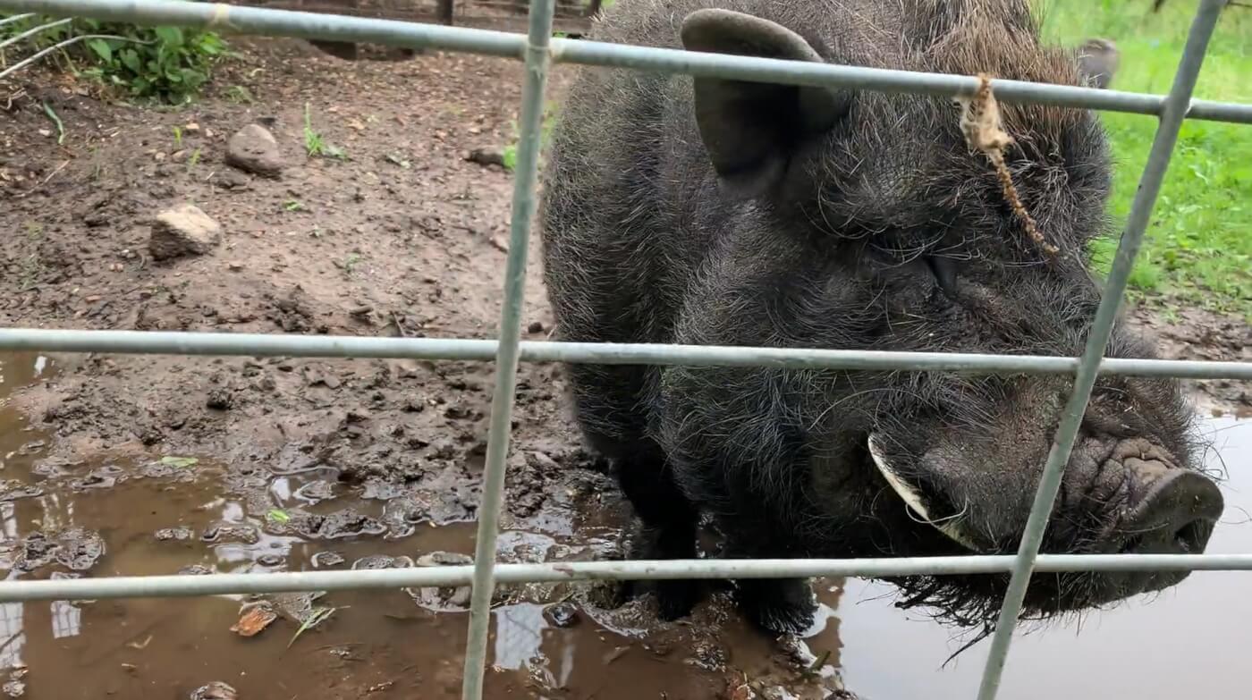 Pig suffering at Animal Haven Zoo in Wisconsin