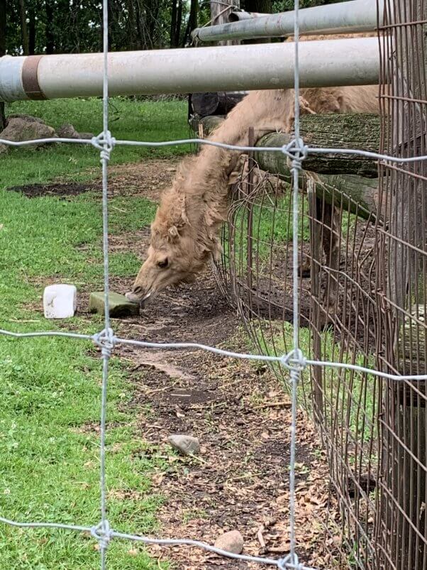 Camel bent and pokey fencing at Animal Haven Zoo