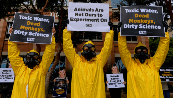 Sick Monkeys Bred on Contaminated Site in Arizona—Demand That NIH Break Its Silence!