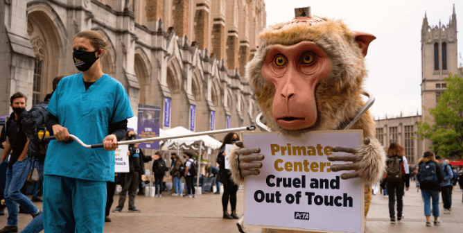 PETA ‘Primate’ Protests UW Torture on First Day of Class