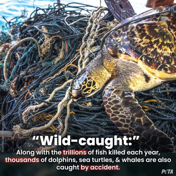 Sea turtle is caught in a fishing net, a by-product of the "wild-caught" fishing industry